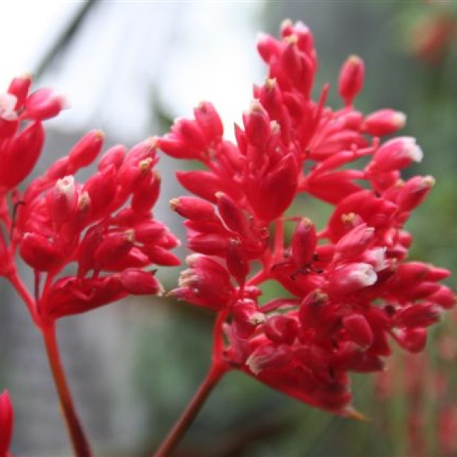 Floraciones exóticas