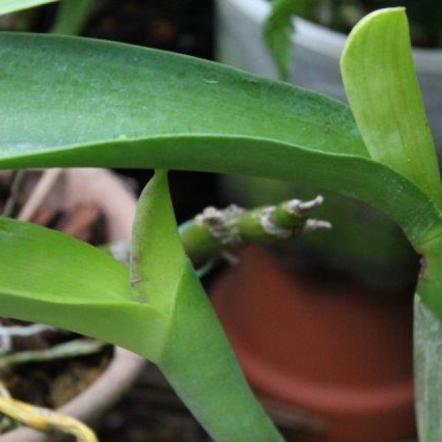 Tenes una orquídea sin raíces y con las espatas vacías ?
