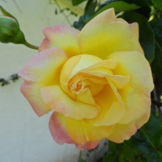 Hoy le toca a la rosas