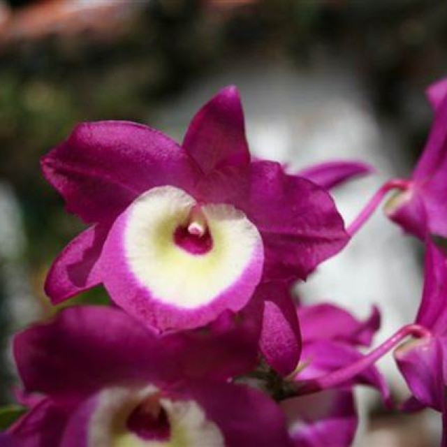 Hagamos Plantas de Dendrobium