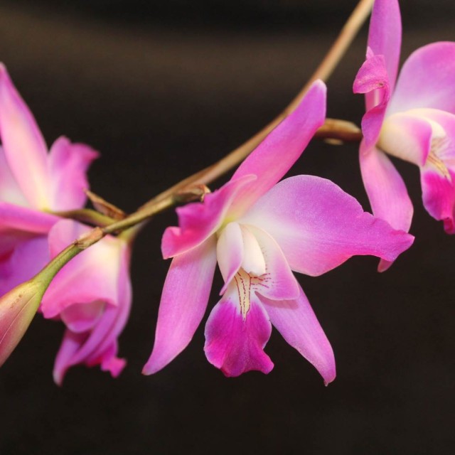Laelias anceps – Orquídeas Recuperadas